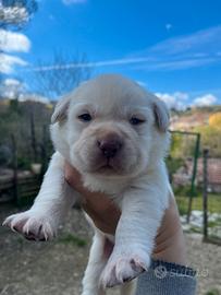 Labrador giallo maschio con pedigree