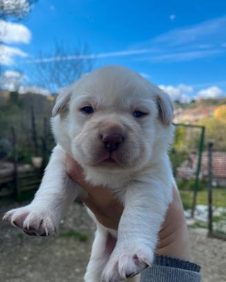 Labrador giallo maschio con pedigree
