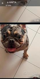 bulldog francese femmina 10  mssi