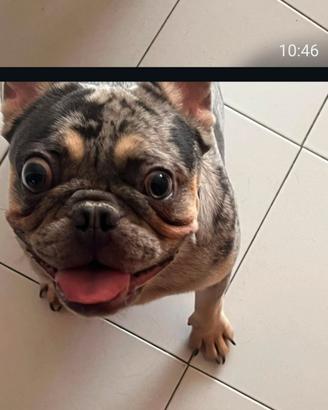 bulldog francese femmina 10  mssi