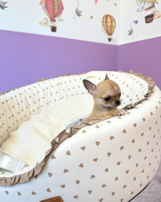 Chihuahua