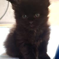 Cuccioli Maine Coon con Pedigree