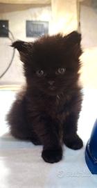 Cuccioli Maine Coon con Pedigree