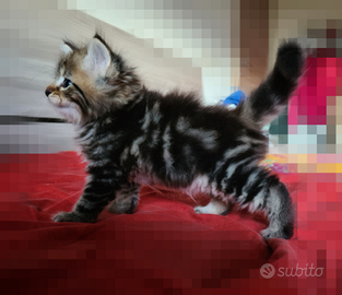 Disponibili Cuccioli di Gatto Siberiano (MASCHI)