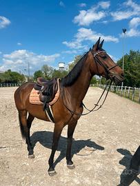 Cavalla italiana di 10 anni