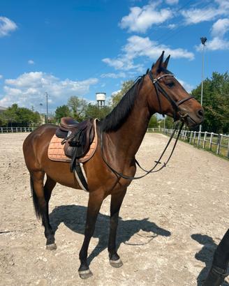 Cavalla italiana di 10 anni