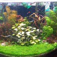 Hydrocotyle leucocephala pianta x acquario 