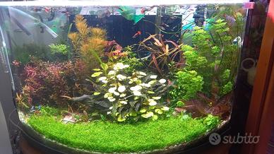 Hydrocotyle leucocephala pianta x acquario 