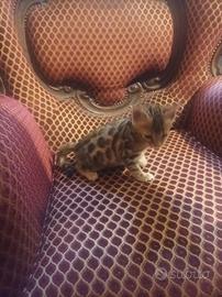 Gatto BENGALA maschio