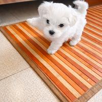 Maltese di piccola taglia - cucciolo