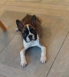 Bulldog francese