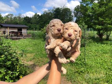 Lagotto romagnolo con pedigree