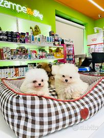 Spitz di Pomerania MINI TOY