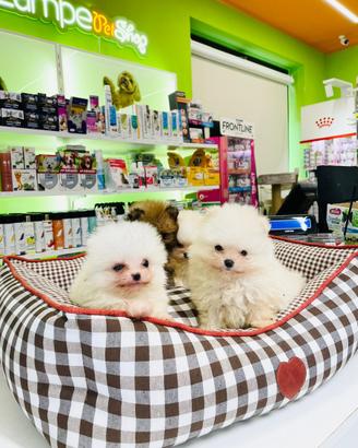 Spitz di Pomerania MINI TOY