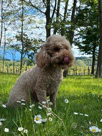 Barboncina nana albicocca