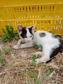 Gattini