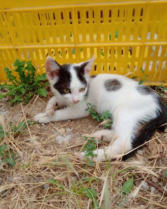 Gattini