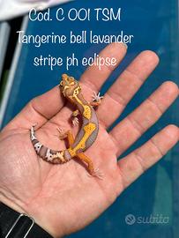 Geco leopardino
