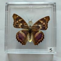Farfalla da collezione.