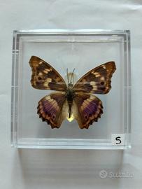 Farfalla da collezione.