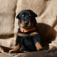 Cuccioli BEAUCERON in arrivo