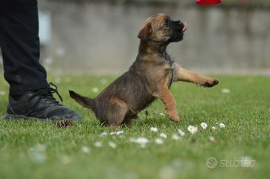 Border terrier