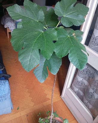 Pianta di fico altezza metri 1,20, in vaso rotondo