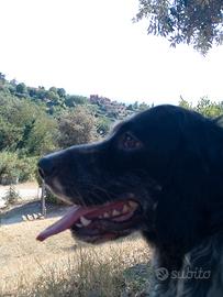 Setter Inglese maschio 14 mesi - Avviato Caccia