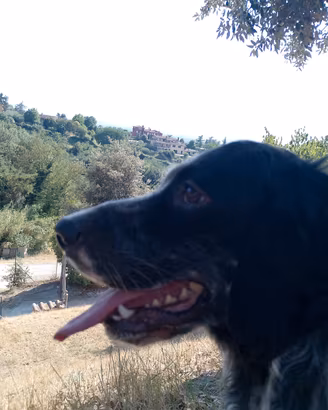 Setter Inglese maschio 14 mesi - Avviato Caccia