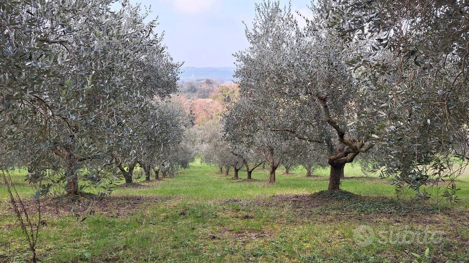 Terreno agricolo con olivi annessi - Vista 2