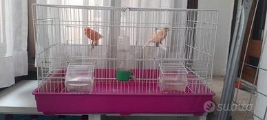 Canarini con gabbia
