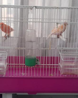 Canarini con gabbia
