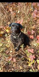 Cane adulto da compagnia