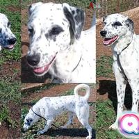 Queen, giovane simil dalmata
