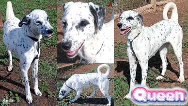 Queen, giovane simil dalmata