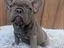 Immagine 5