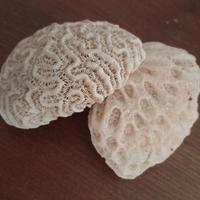 2 PIETRE DELLA BARRIERA CORALLINA CUBA