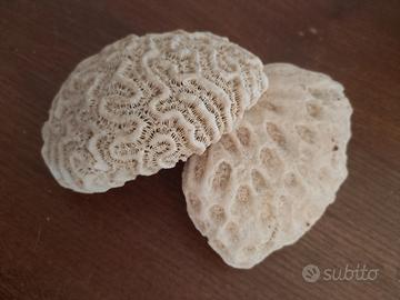 2 PIETRE DELLA BARRIERA CORALLINA CUBA