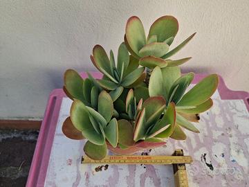 Pianta grassa: kalanchoe thyrsiflorex