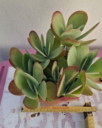 Pianta grassa: kalanchoe thyrsiflorex