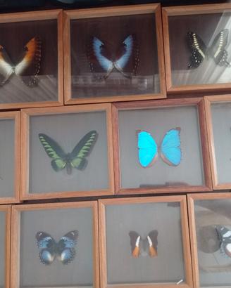 collezioni farfalle