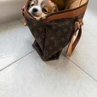 Chihuahua maschio pedigree