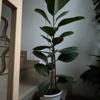 Ficus