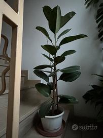 Ficus