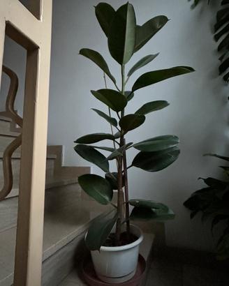 Ficus
