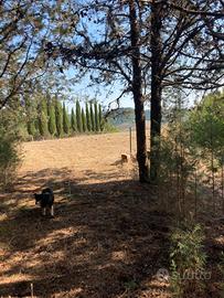 Terreno con pineta