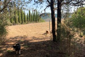 Terreno con pineta