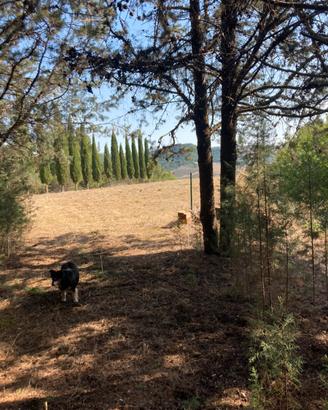 Terreno con pineta