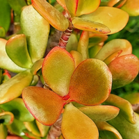 Crassula 'Hummel's sunset' piante grasse