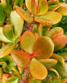 Crassula 'Hummel's sunset' piante grasse